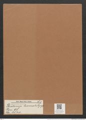 Diatoma hiemale (Lyngb.) Heib. (de-Toni-Nr.: Genus 58, Species 2540) Zeichnungen Sammlung Grunow Mappe 02717 (Herbarium_W_Grunow_drawings_Folder_02717)